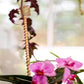 🌿 ACHETEZ 2, RECEVEZ 1 GRATUIT ! 🔥 Antenne en Cuivre d'Électroculture – Favorise la Croissance des Plantes & la Qualité du Sol – Application Simple, Durable & Durable – Idéale pour Jardin ou Agriculture 🌱✨⚡