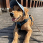 🧢 -50% MAINTENANT ! ☀️ Chapeau de Soleil pour Chien à Large Bord – Protection UV & respirant – Sangle réglable, parfait pour les promenades estivales ou les sorties à la plage – garde votre animal au frais et en sécurité 🐶🌊✨