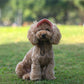 🧢 -50% MAINTENANT ! ☀️ Chapeau de Soleil pour Chien à Large Bord – Protection UV & respirant – Sangle réglable, parfait pour les promenades estivales ou les sorties à la plage – garde votre animal au frais et en sécurité 🐶🌊✨
