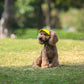 🧢 -50% MAINTENANT ! ☀️ Chapeau de Soleil pour Chien à Large Bord – Protection UV & respirant – Sangle réglable, parfait pour les promenades estivales ou les sorties à la plage – garde votre animal au frais et en sécurité 🐶🌊✨