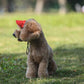 🧢 -50% MAINTENANT ! ☀️ Chapeau de Soleil pour Chien à Large Bord – Protection UV & respirant – Sangle réglable, parfait pour les promenades estivales ou les sorties à la plage – garde votre animal au frais et en sécurité 🐶🌊✨
