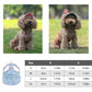 🧢 -50% MAINTENANT ! ☀️ Chapeau de Soleil pour Chien à Large Bord – Protection UV & respirant – Sangle réglable, parfait pour les promenades estivales ou les sorties à la plage – garde votre animal au frais et en sécurité 🐶🌊✨