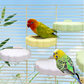 ☁️🐦🌿 OFFRE LIMITÉE 50% DE RÉDUCTION! Plateforme de Perchoir en Forme de Nuage Adorable – Confort Doux, Texture Anti-Dérapante, Sécurisée pour Perroquets & Pinsons – Parfaite pour Cage, Support de Jeu ou Perchoir de Fenêtre 🌈✨