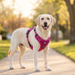 📢📢50% DE RÉDUCTION !! ⏰ Harnais Gilet Robuste pour Chien en Plein Air – Réglable, Respirant & Réfléchissant – Parfait pour Randonnée, Jogging & Quotidien ✨