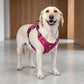 📢📢50% DE RÉDUCTION !! ⏰ Harnais Gilet Robuste pour Chien en Plein Air – Réglable, Respirant & Réfléchissant – Parfait pour Randonnée, Jogging & Quotidien ✨