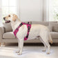 📢📢50% DE RÉDUCTION !! ⏰ Harnais Gilet Robuste pour Chien en Plein Air – Réglable, Respirant & Réfléchissant – Parfait pour Randonnée, Jogging & Quotidien ✨