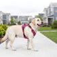📢📢50% DE RÉDUCTION !! ⏰ Harnais Gilet Robuste pour Chien en Plein Air – Réglable, Respirant & Réfléchissant – Parfait pour Randonnée, Jogging & Quotidien ✨